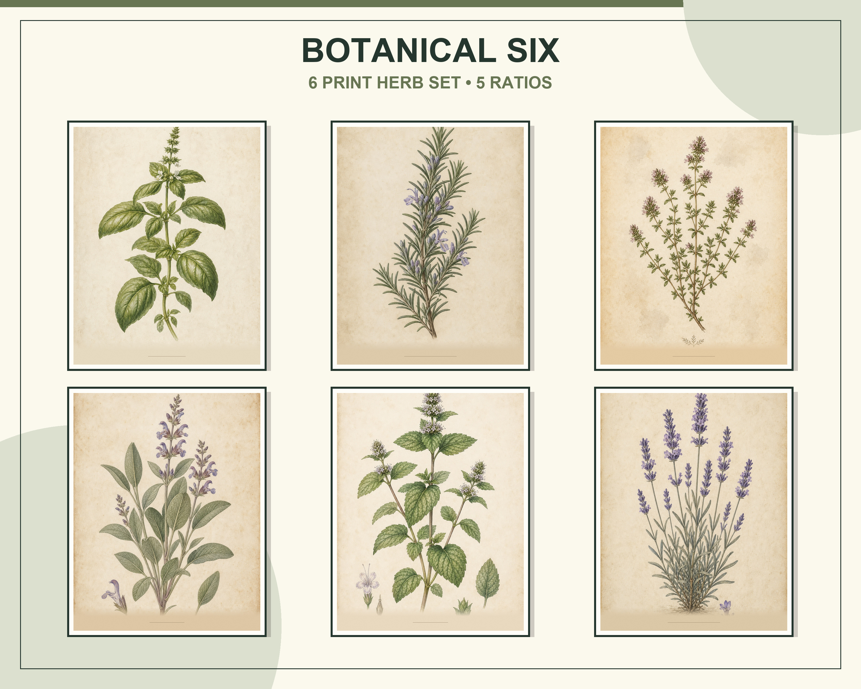 All six framed botanical herb prints displayed in a warm cottage kitchen
