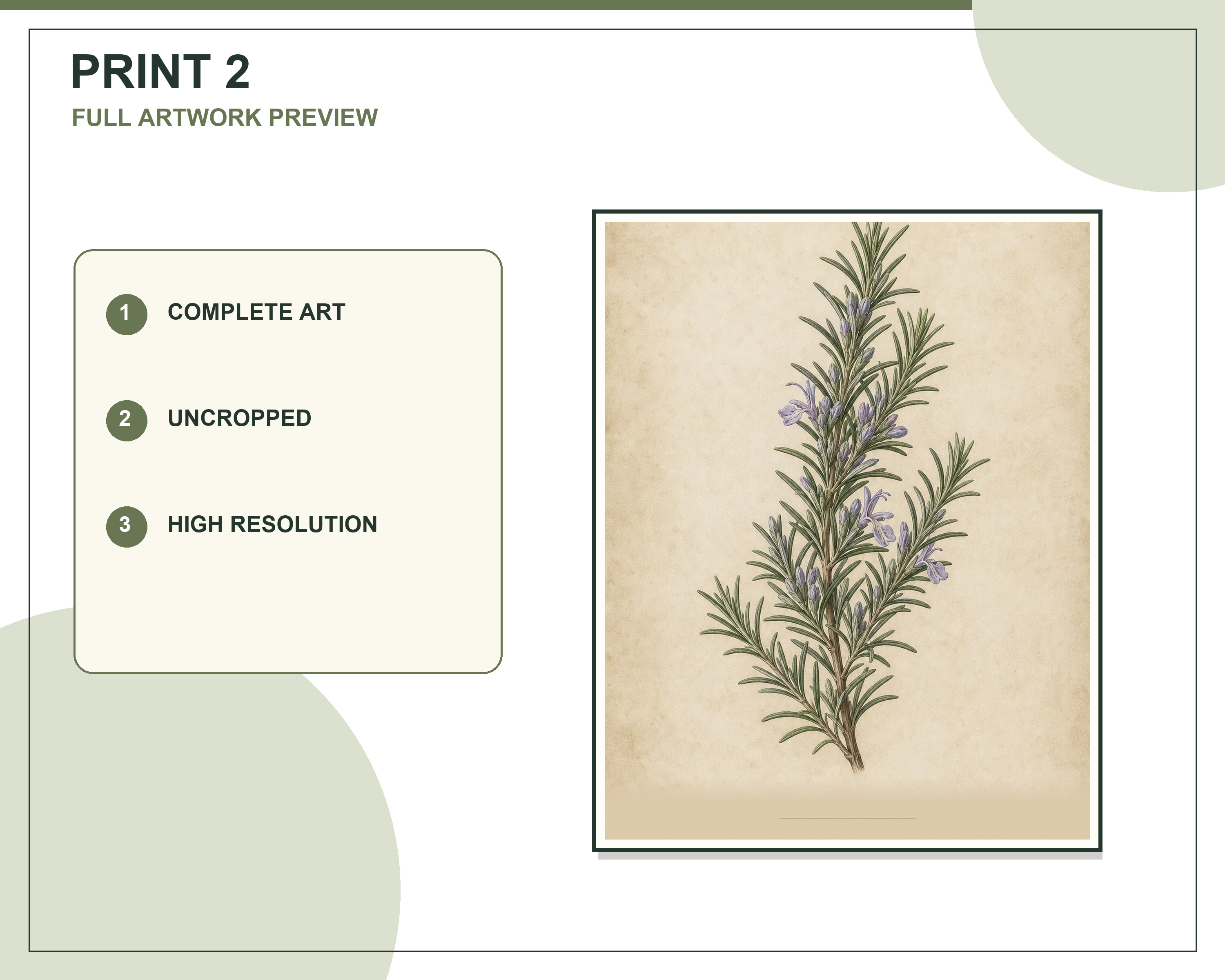 Individual basil vintage botanical printable included in the six-piece set
